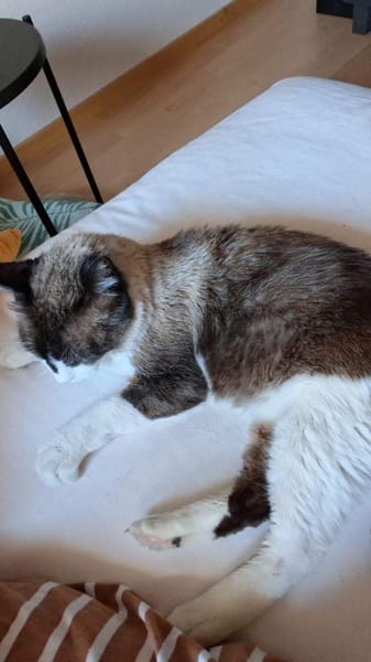 SOS BALOU- verliert sein neues Zuhause!
