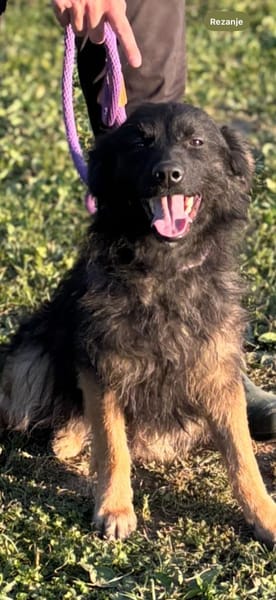 Wuscheliger, süßer Mustang sucht Familie