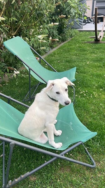 Yang sucht aktive Menschen