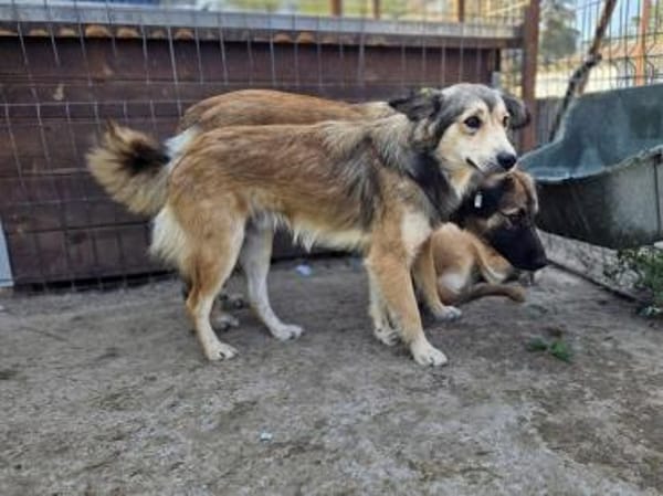 SIMBA-zauberhafter Rüde, 44 cm