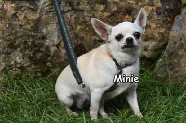 MINIE