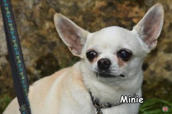 MINIE