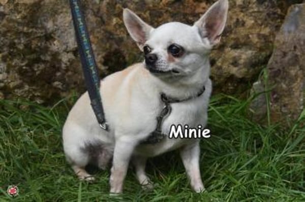 MINIE