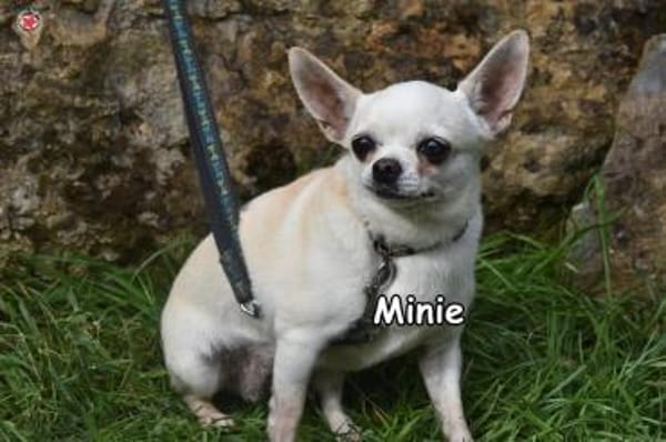 MINIE