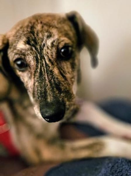 Pepper möchte endlich verstanden werden