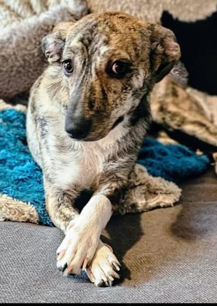 Pepper möchte endlich verstanden werden