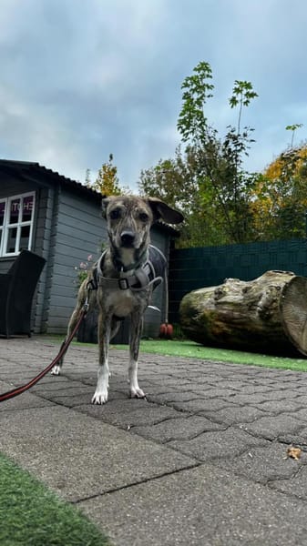 Pepper möchte endlich verstanden werden