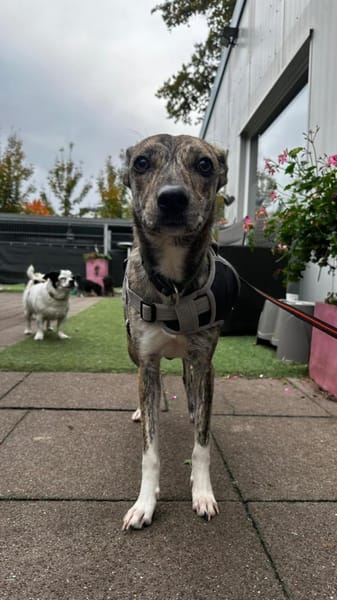 Pepper möchte endlich verstanden werden