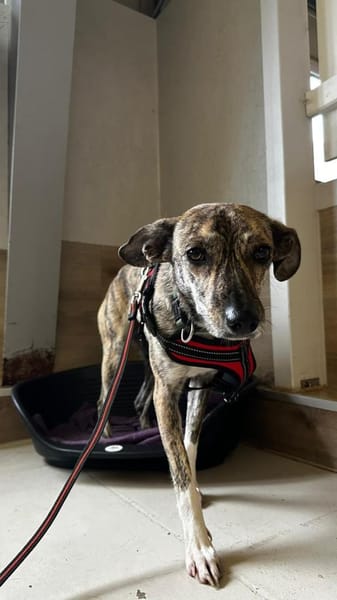 Pepper möchte endlich verstanden werden