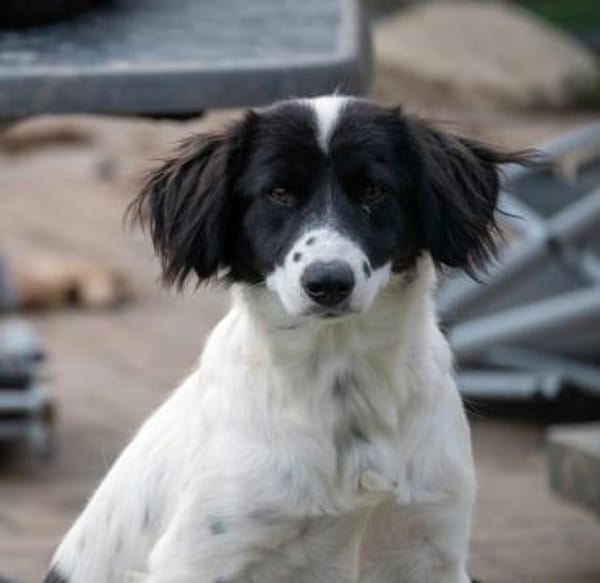 Alma ! Dringend Zuhause gesucht