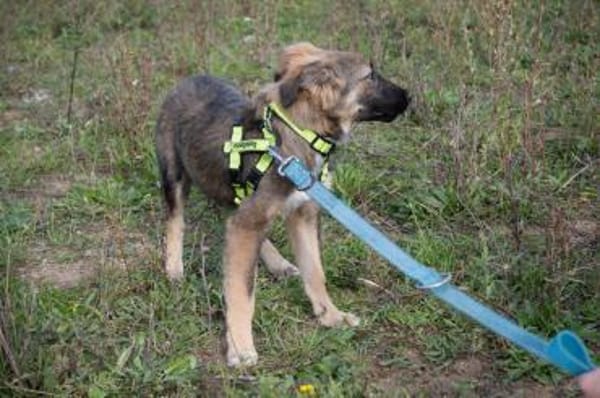 Scotty sucht sein Zuhause