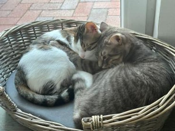 Minos und Vivo aus dem Tierschutz