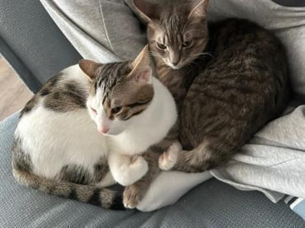 Minos und Vivo aus dem Tierschutz