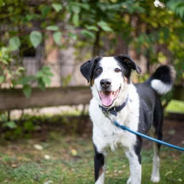 Buddy, der ideale Familienhund
