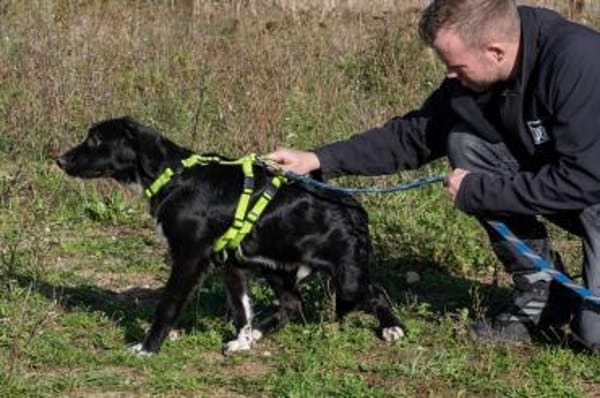 Herzensbrecher Bobby sucht seine Familie