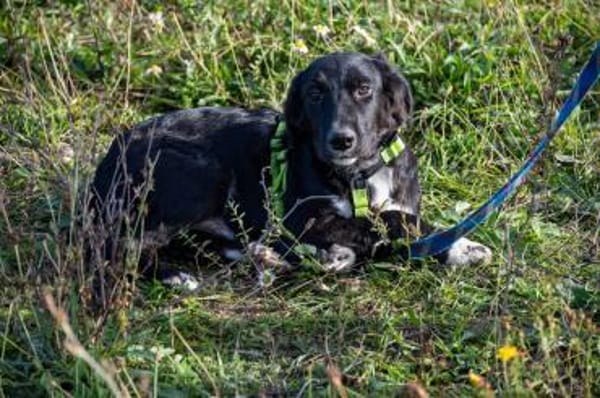 Herzensbrecher Bobby sucht seine Familie