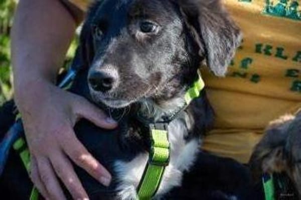 Herzensbrecher Bobby sucht seine Familie