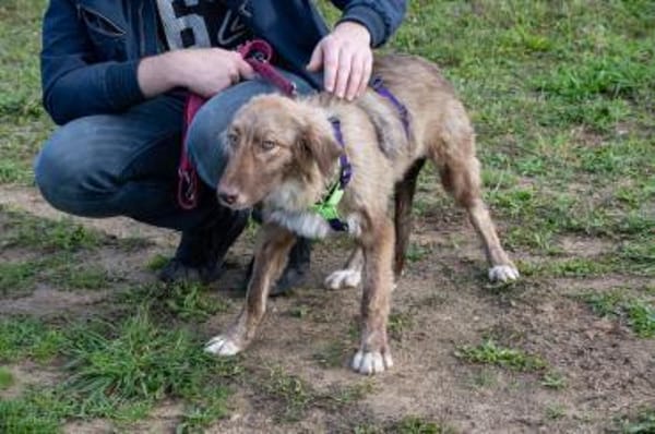 Sanfte Flocke sucht ihre Familie