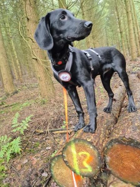 Five sucht seine Herzensmenschen 🐾