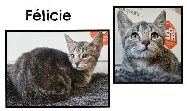 FELICIE(Réservée)