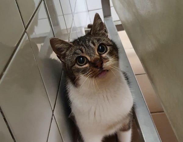 PIOPIOTTE