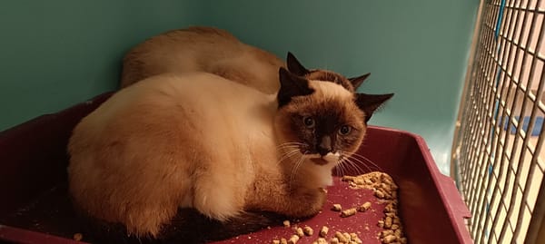 CANNELÉ