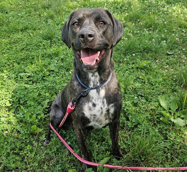 STELLA