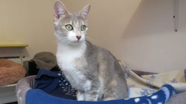 CALYA (RESERVEE)