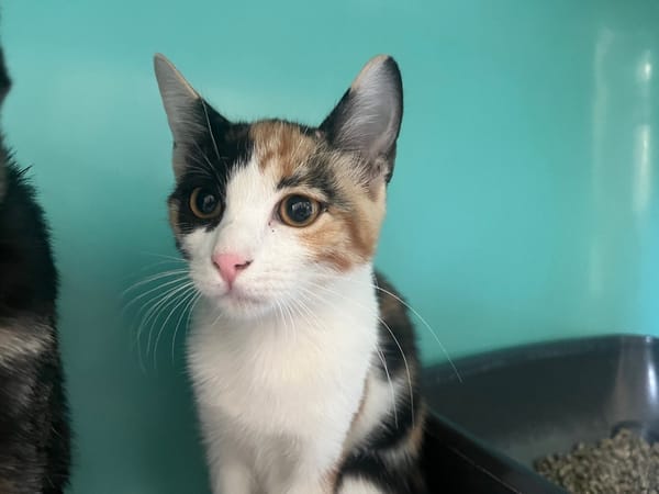 Amy (en cours d'adoption)