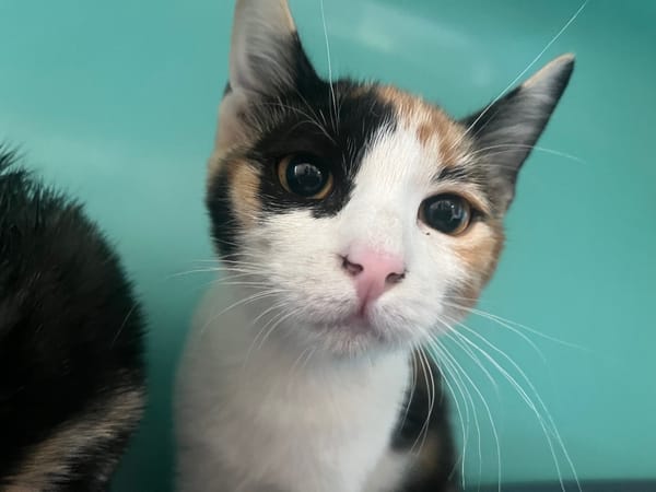 Amy (en cours d'adoption)