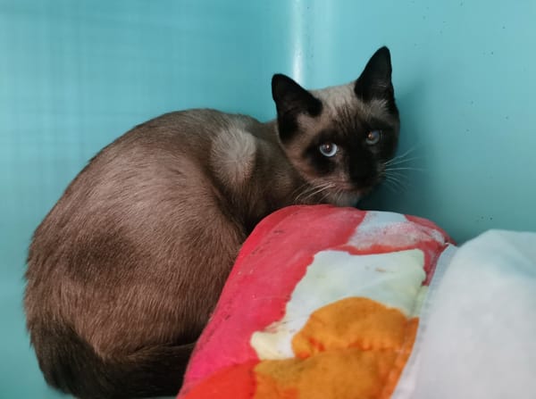 Miel (En cours d'adoption)