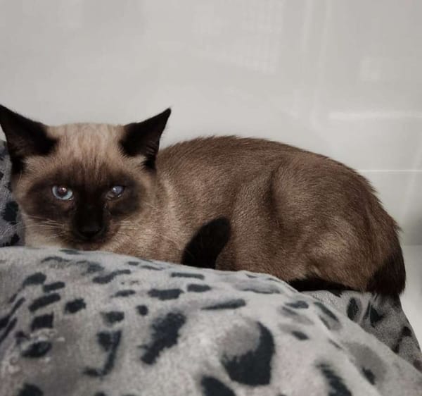 Miel (En cours d'adoption)