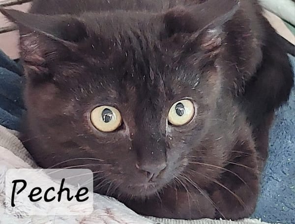 Pêche
