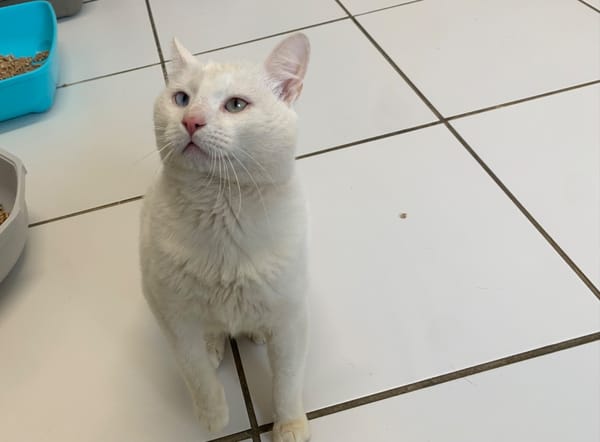Lenon [Fiv+]