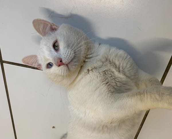 Lenon [Fiv+]