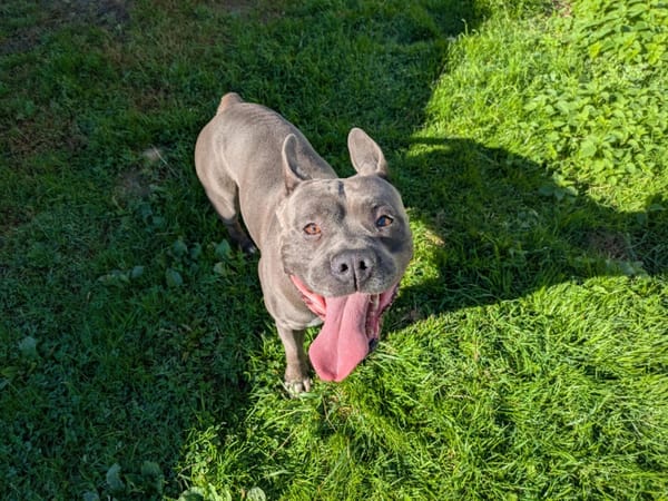 ZEUS