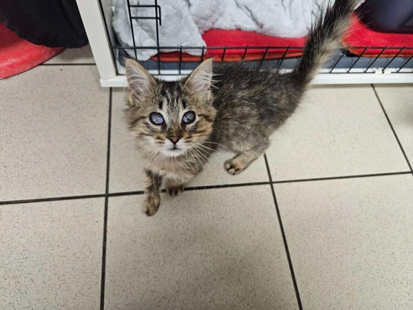 KIRIKOU (en cours d'adoption)