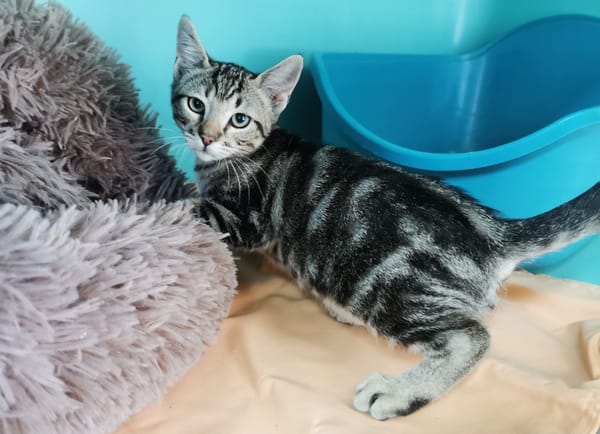 Bwindi (En cours d'adoption)