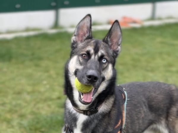 KASH