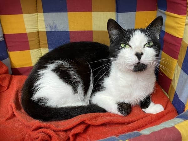 jada (réservée)