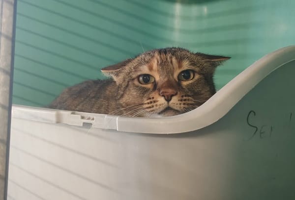 MYSHKA