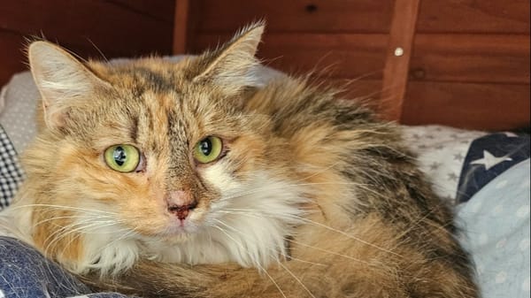 DUCHESSE