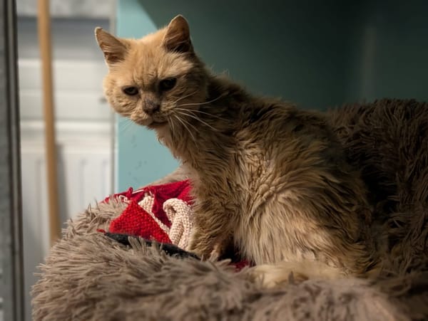 GARFIELD