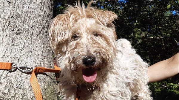 Milou