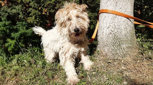 Milou