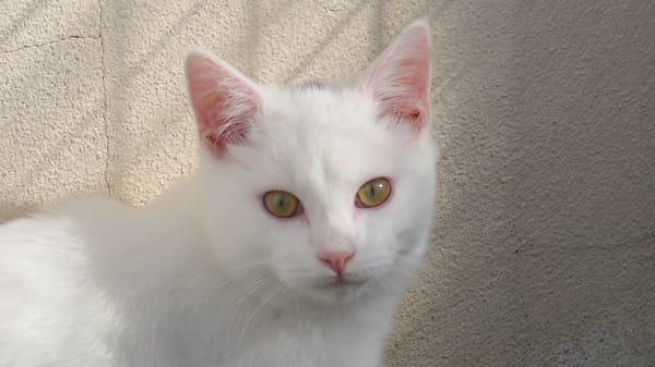 SKAI  (RÉSERVÉ)