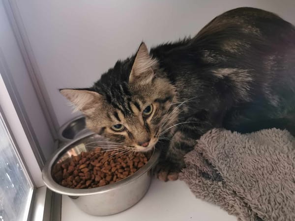 Ali (En cours d'adoption)