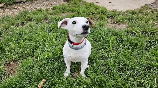PEPITO