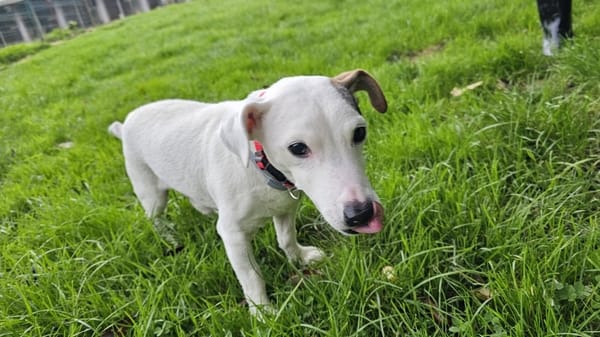 PEPITO