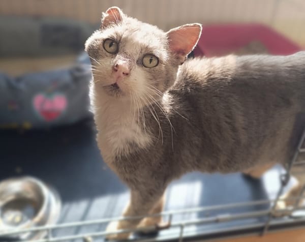 Almond